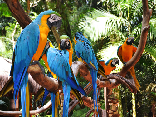 IGR - Cataratas del lado brasilero +<br>Parque Aves +<br>Sobrevuelo en helicóptero